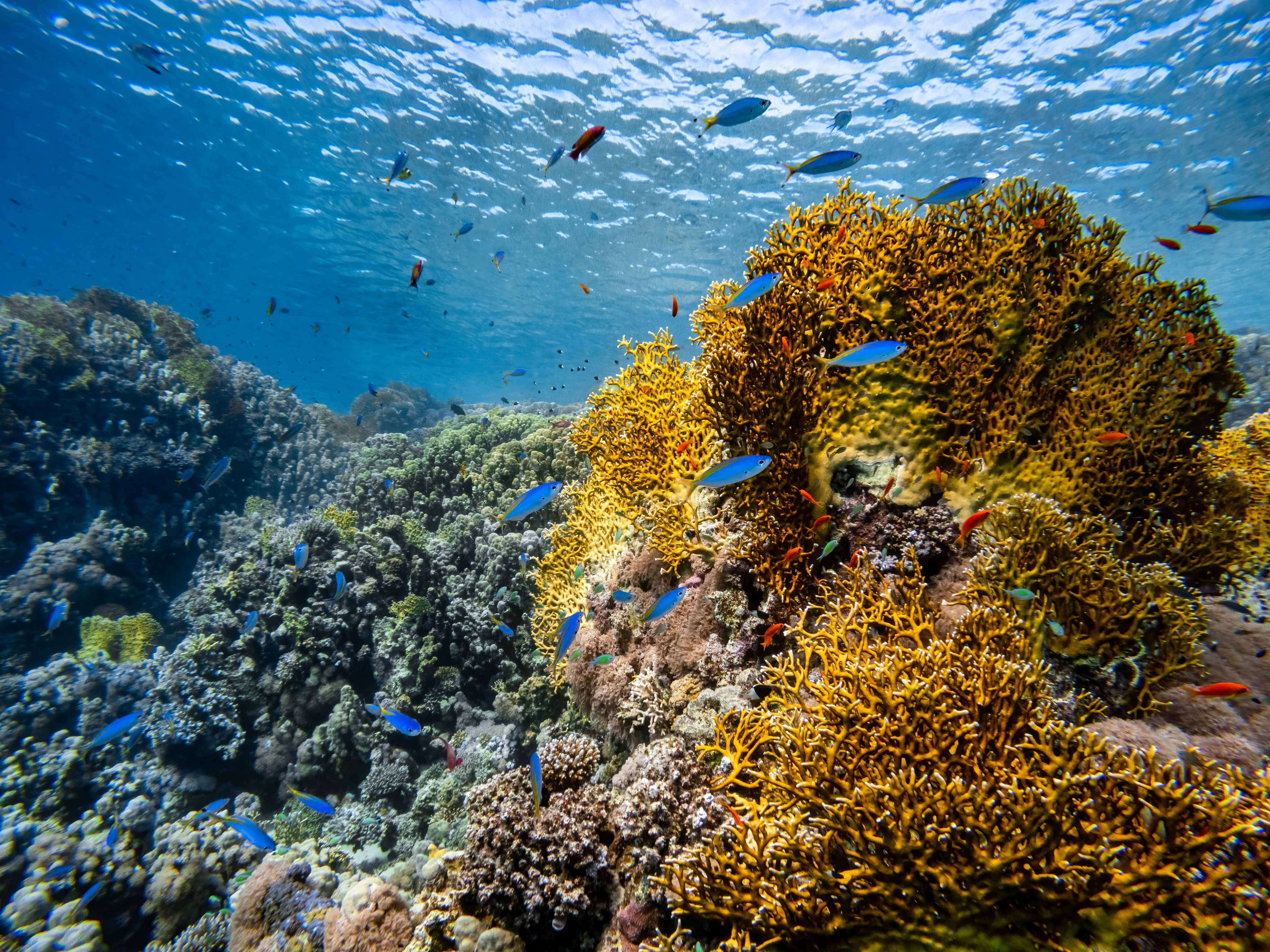 Scuba Diving