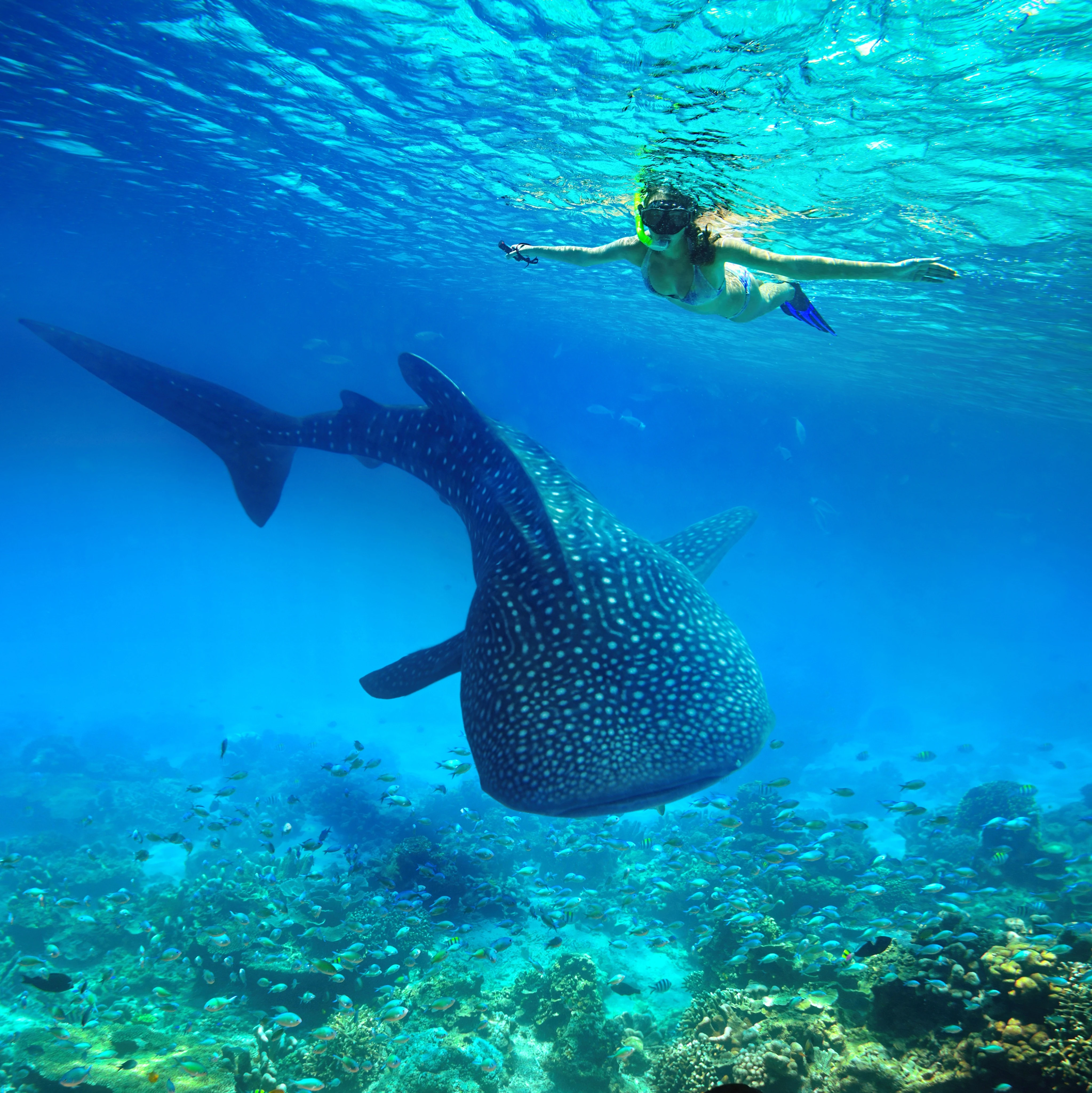 Scuba Diving